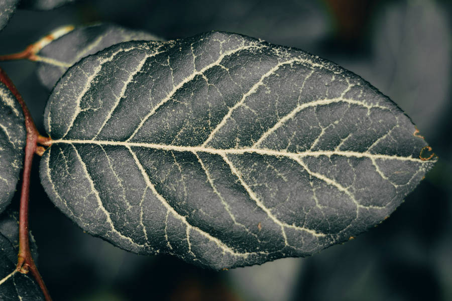 Dark Green Leaf With White Vein Wallpaper
