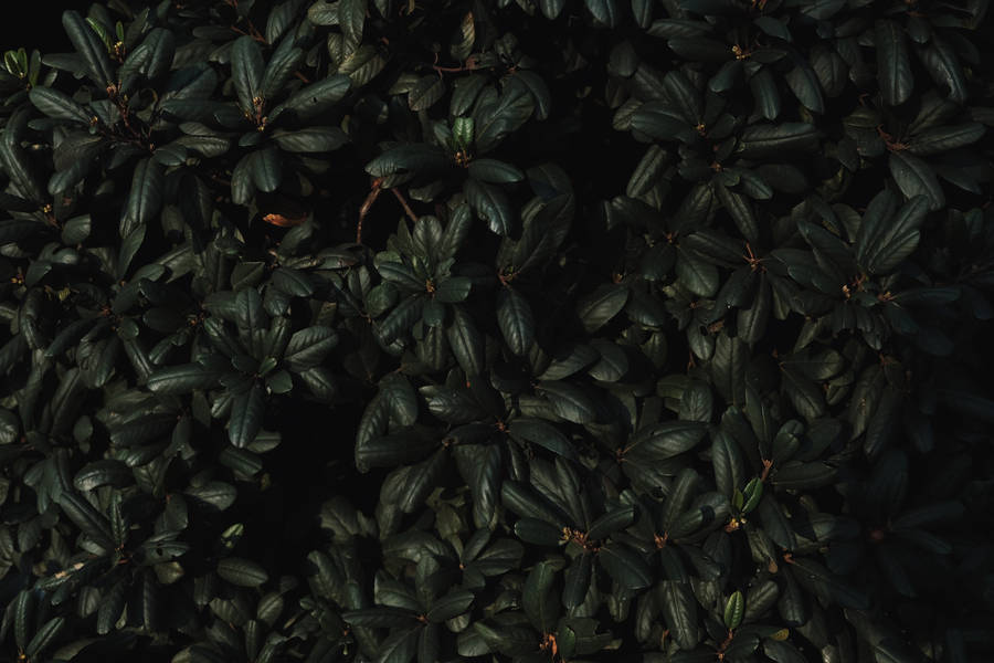 Dark Green Leaves Wallpaper