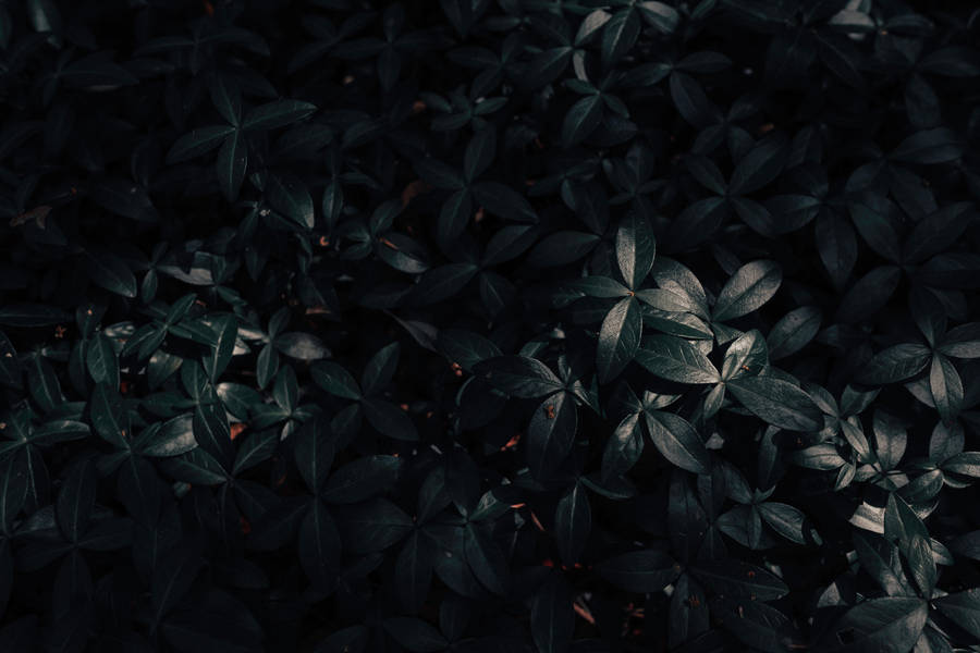Dark Green Plants Wallpaper