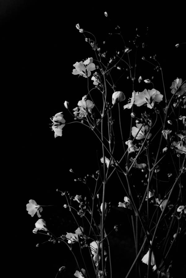 Dark Hd Flowers Monochrome Phone Wallpaper