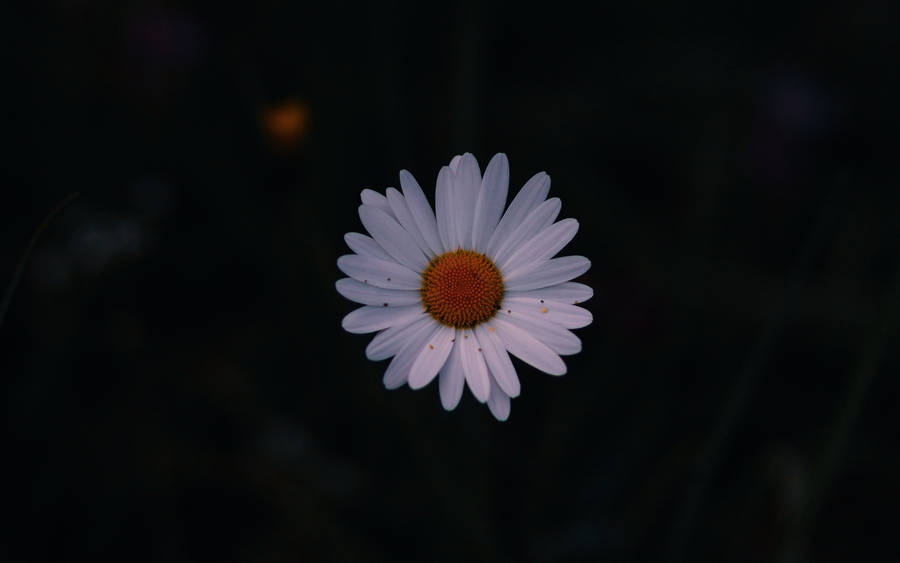 Dark Photography White Daisy Aesthetic Wallpaper