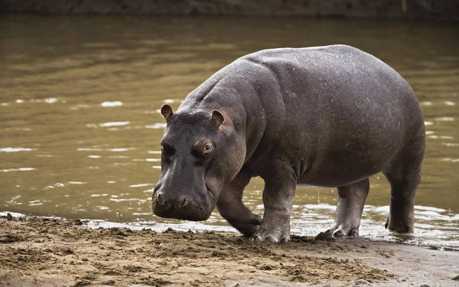 Dark-skinned Hippopotamus Wallpaper