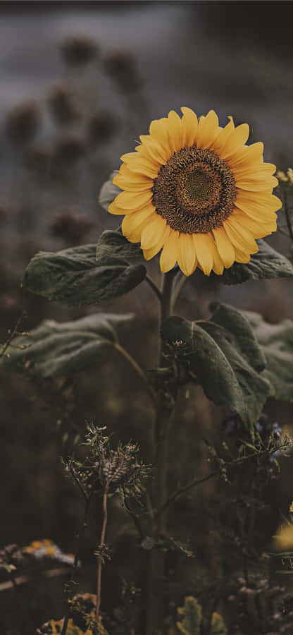 Dark Sunflower, Beautiful Yet Mysterious Wallpaper