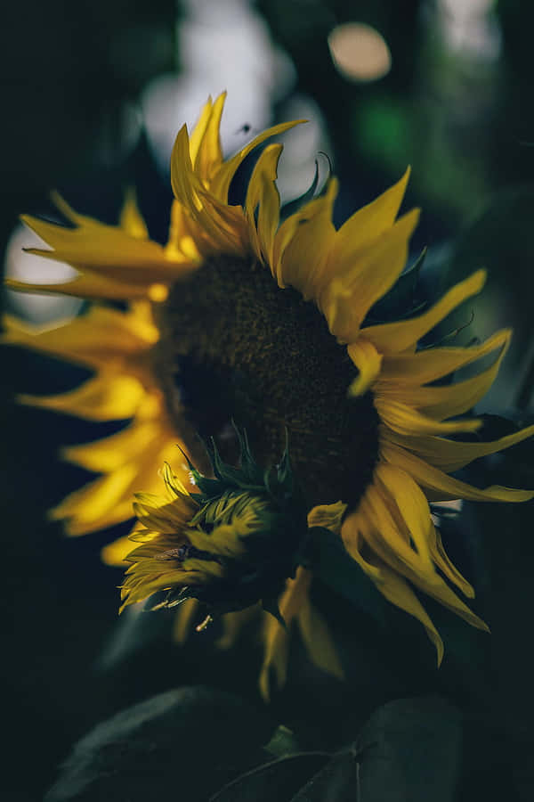 Dark Sunflower Burst With Beauty In An Enchanted Evening Wallpaper
