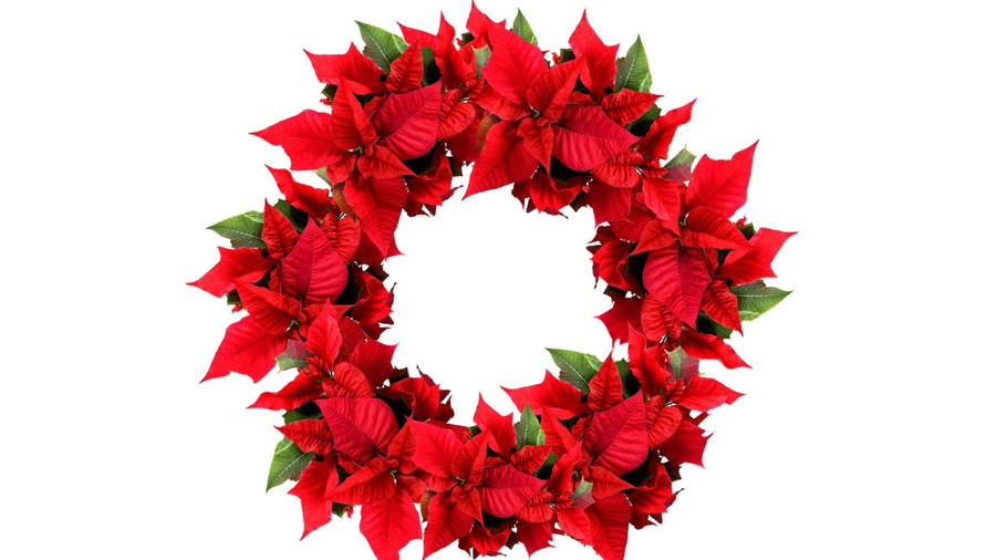 Dazzling Poinsettia Blooms Wallpaper