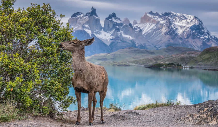 Deerin Torres Del Paine National Park Wallpaper