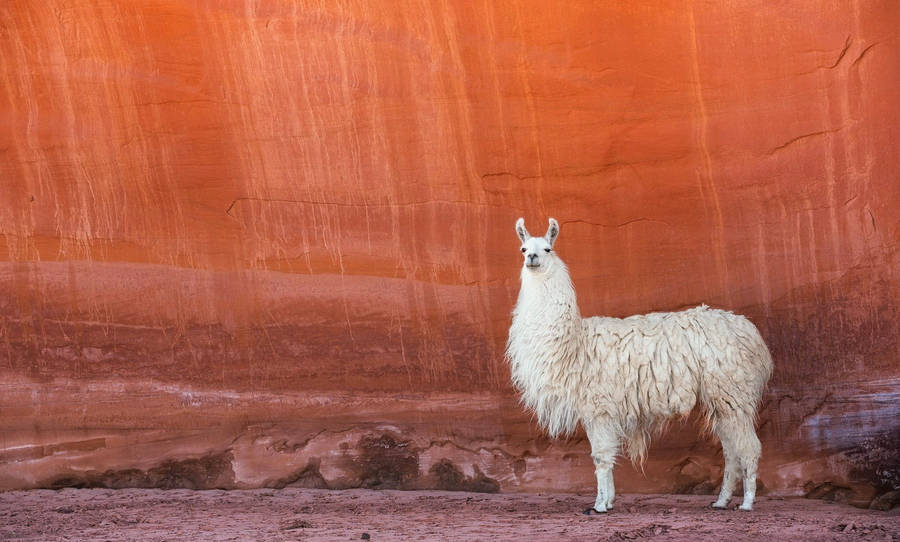Desert Llama Wallpaper