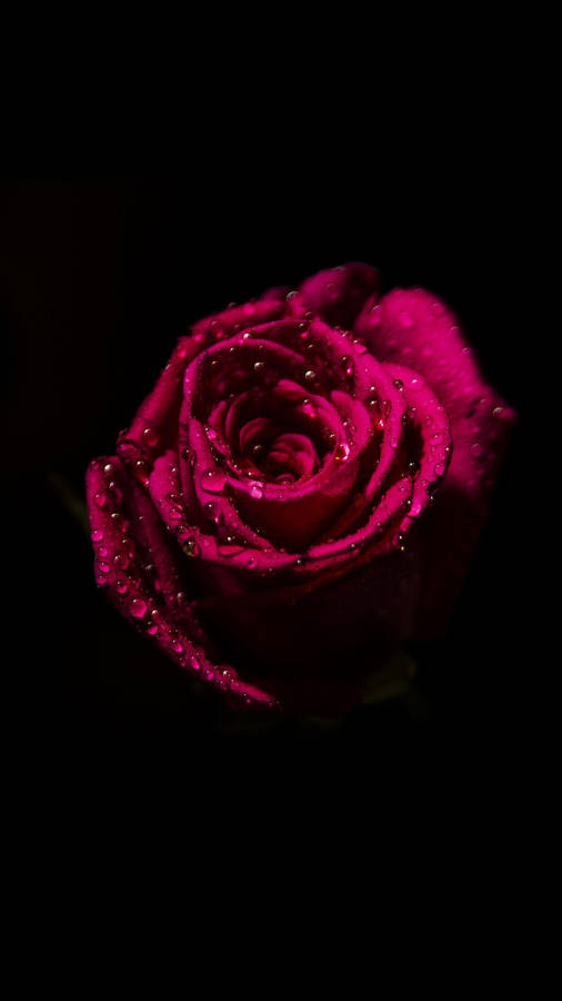 Dewy Red Rose Dark Hd Flowers Wallpaper