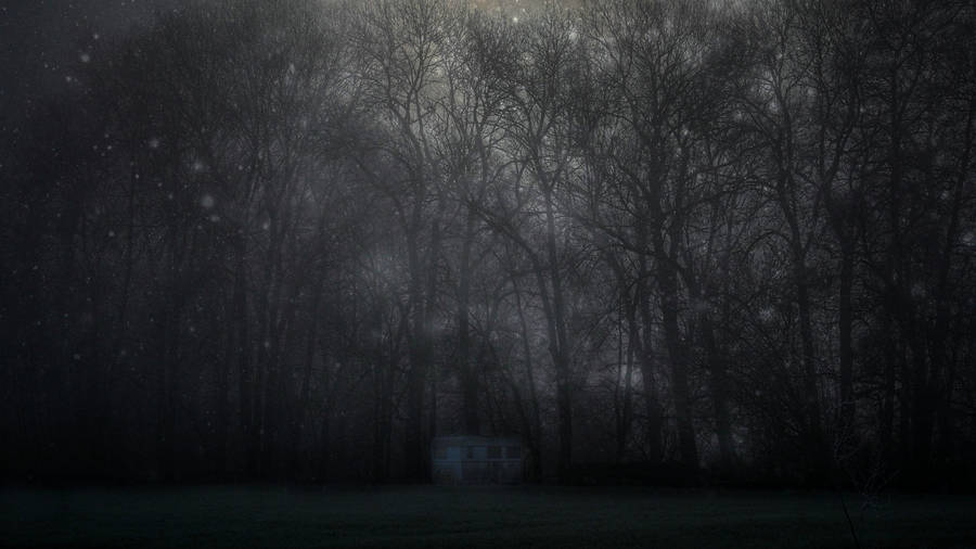 Discover The Mystical Forest - An Enchanting Experience Wallpaper