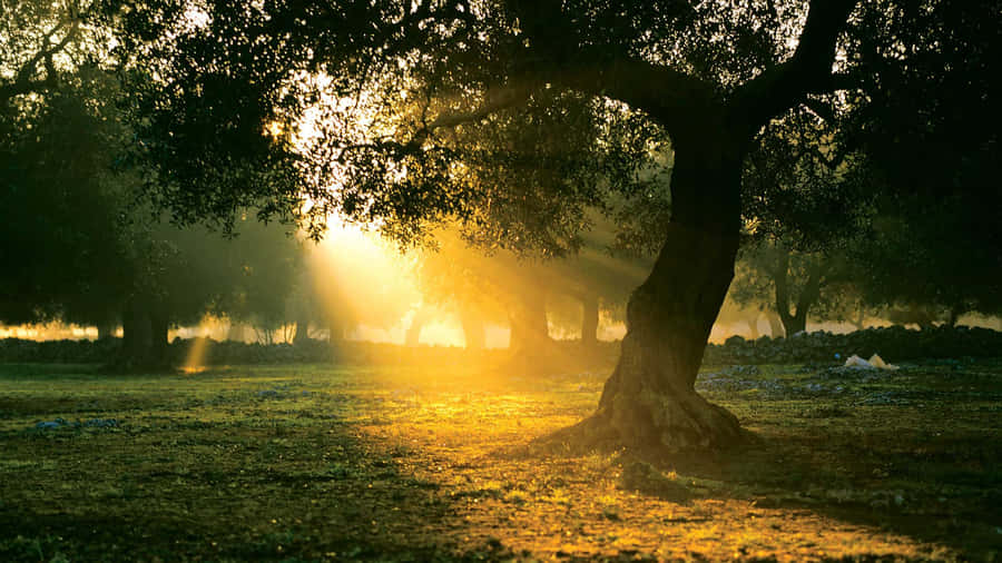 Dive Into The Beauty Of Nature And Take In The Serenity Of An Olive Tree In The Greek Countryside. Wallpaper