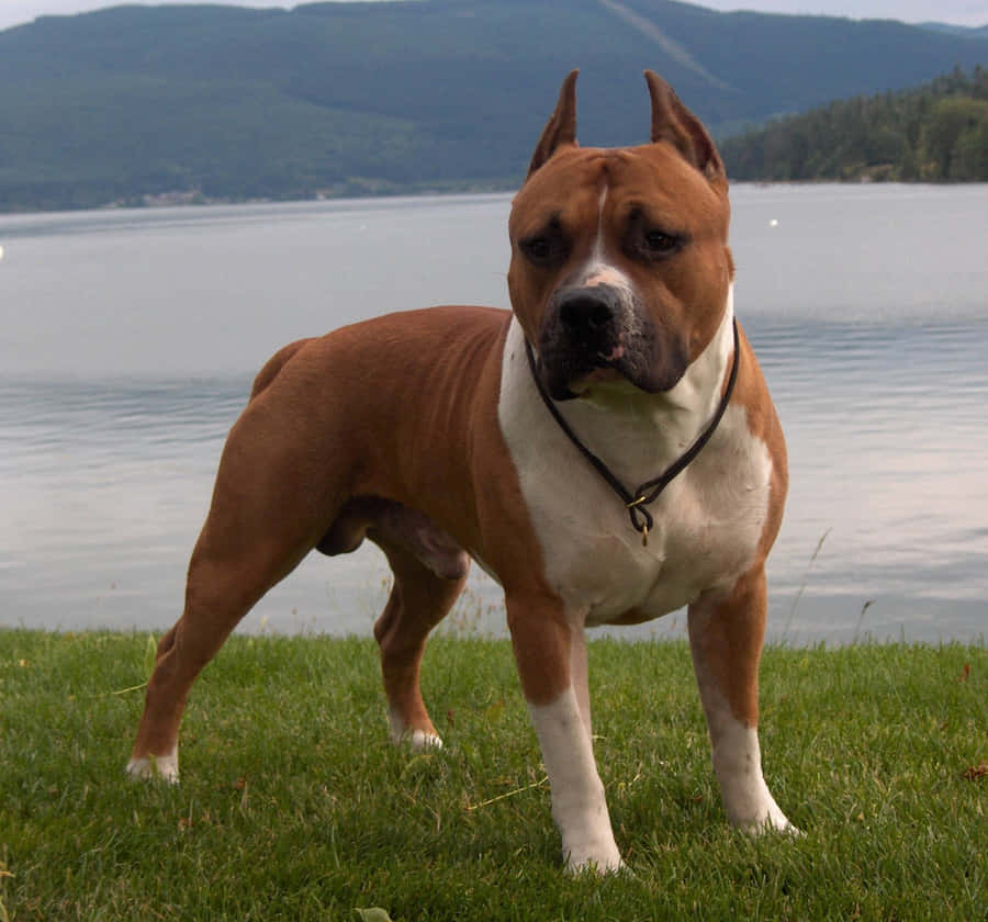 Dog Pitbull Lake View Wallpaper