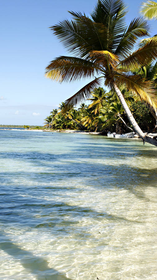 Dominica Sea And Coconut Tree Wallpaper