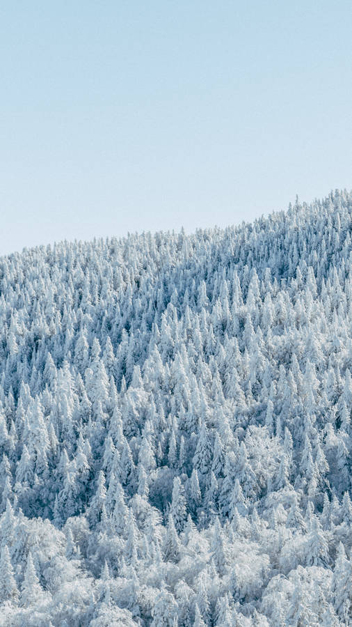 Download Hd Wallpaper Wallpaper