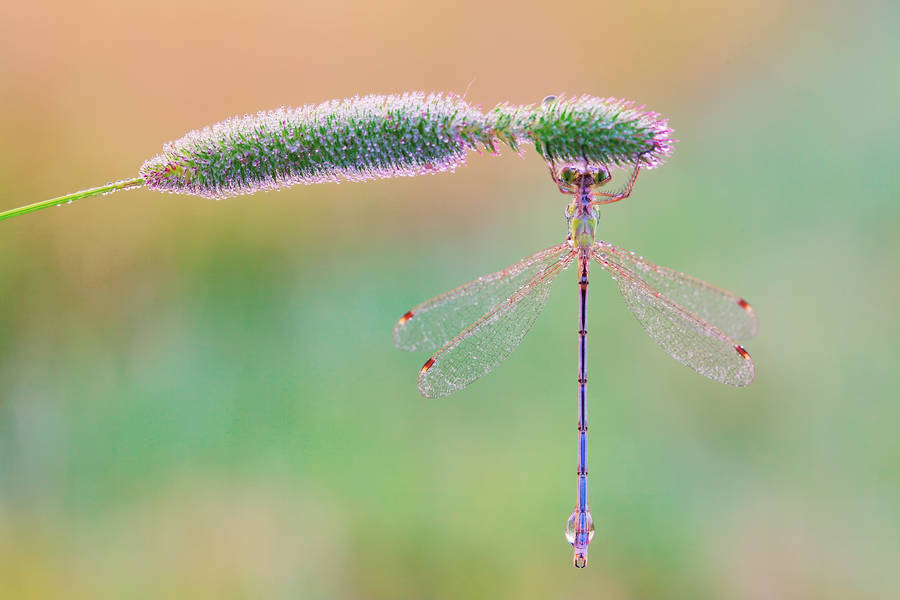 Dragonfly On A Long Bud Wallpaper