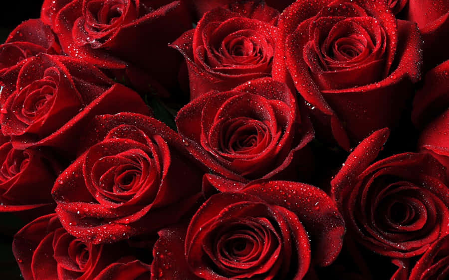 Dramatic Shadows Red Roses Laptop Wallpaper