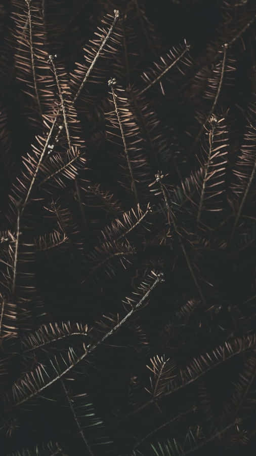 Dried Pine Leaves For Dark Autumn Wallpaper