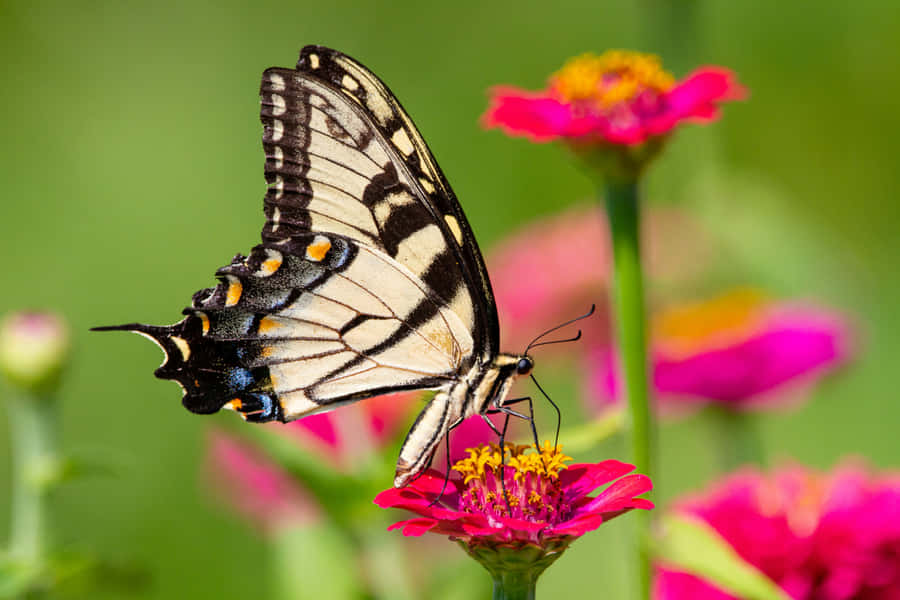 Eastern Tiger Swallowtail Butterflyon Zinnia Wallpaper