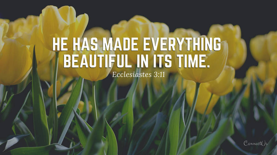 Ecclesiastes 3:11 Bible Verse Laptop Wallpaper