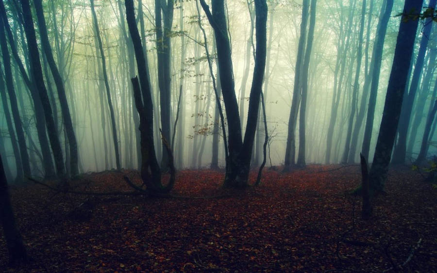 Eerily Foggy Forest With Fallen Leaves Wallpaper