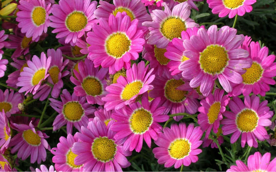Elegant Daisy Laptop Perspective View Wallpaper