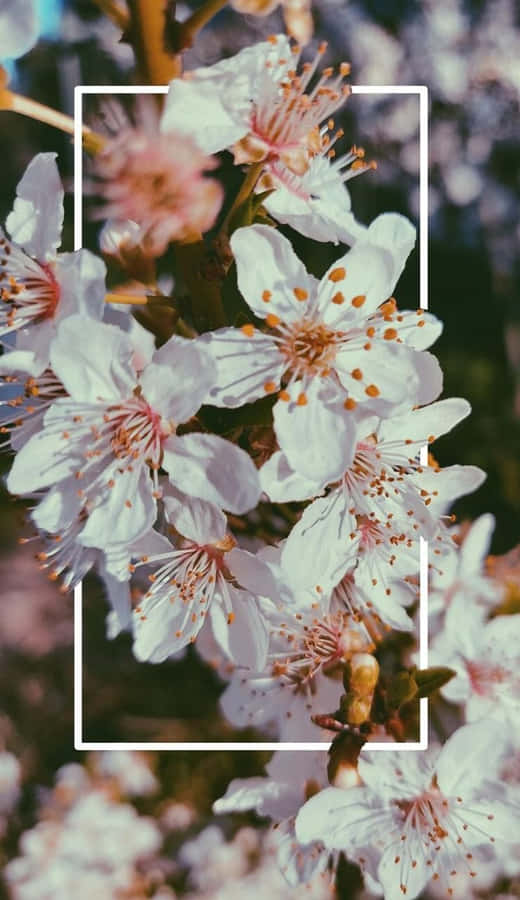 Embrace A Floral Aesthetic With This Iphone Wallpaper