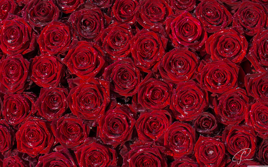 Embrace The Beauty Of A Red Rose Wallpaper
