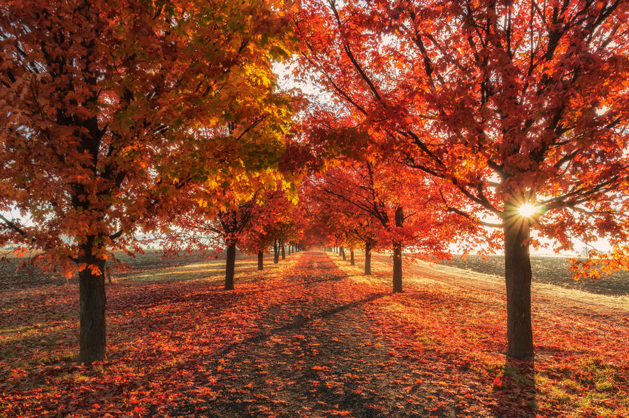 Embrace The Charm Of Autumn Wallpaper