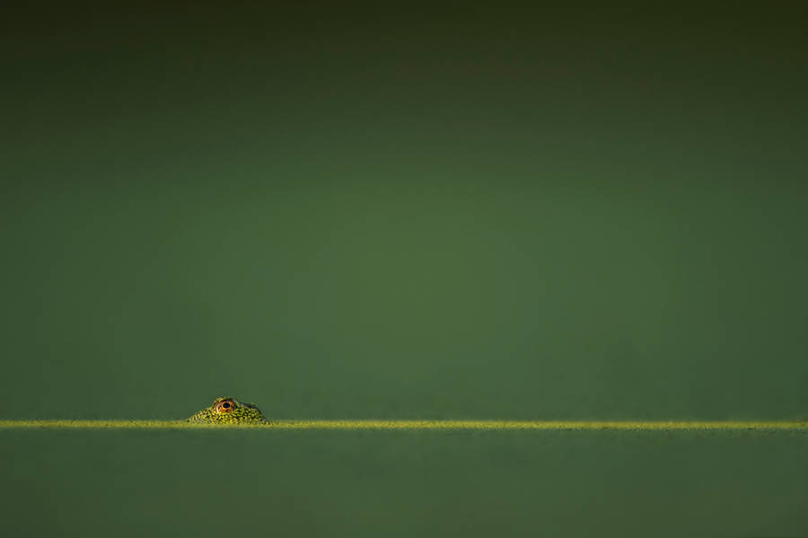 Emerald Green Lizard Wallpaper