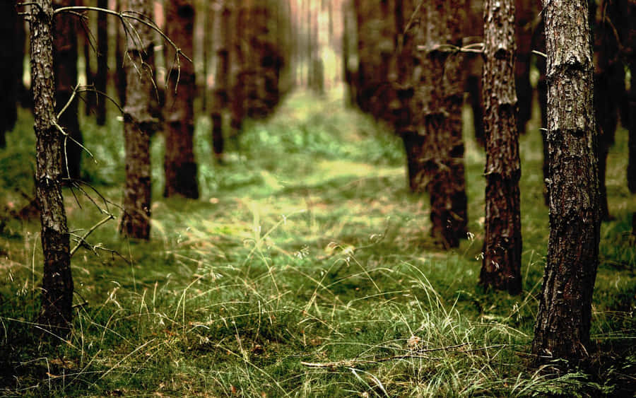 Enchanted Forest Path.jpg Wallpaper