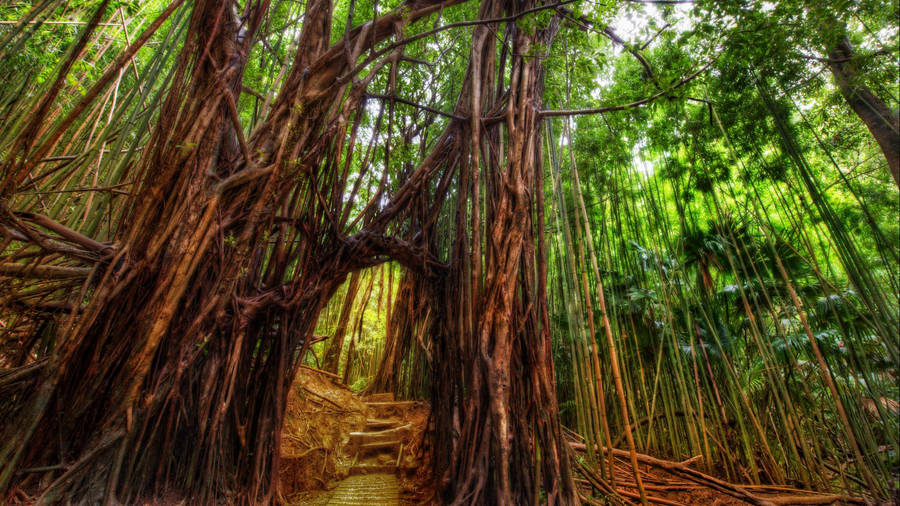 Enchanting Bamboo Hd Wallpaper