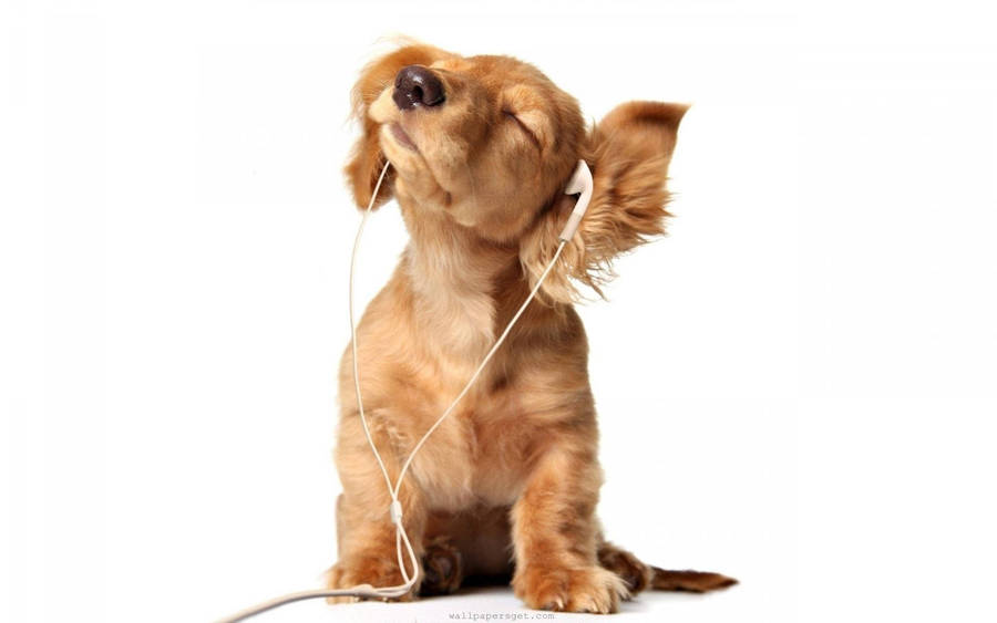 English Cocker Spaniel Puppy Desktop Wallpaper