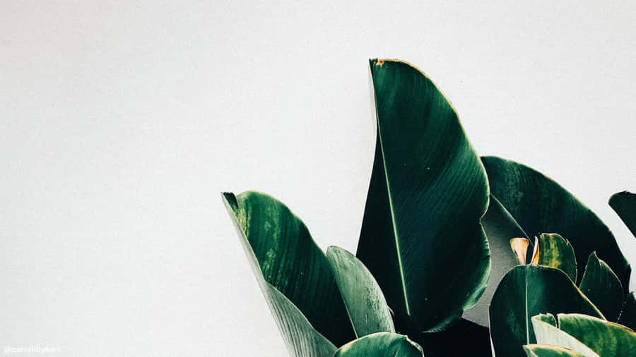 Enhance Your Workspace With This Minimalist And Modern Plant Aesthetic Laptop Wallpaper