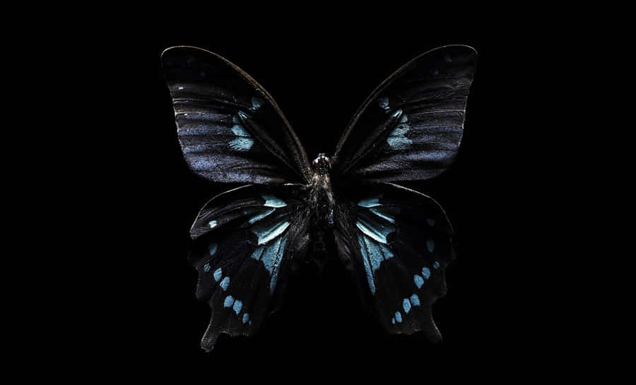 Enigmatic Dark Butterfly On A Blooming Flower Wallpaper