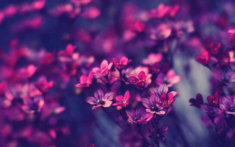Enjoy A Breath Of Spring With These Colorful Flowers Wallpaper