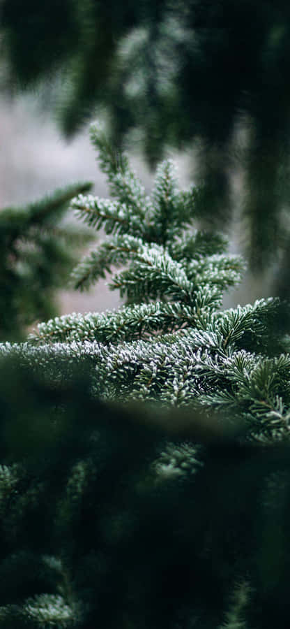 Enjoy A Green Nature Wallspaper On Your Iphone Wallpaper