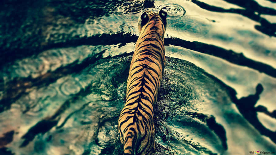 Enjoy Nature's Beauty With The Most Beautiful Animals Wallpaper