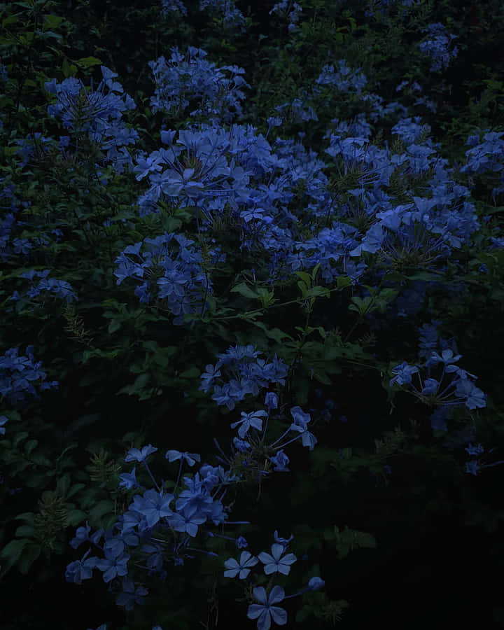 Enjoy The Beauty Of Blue Flowers And Find A Moment Of Serenity. Wallpaper