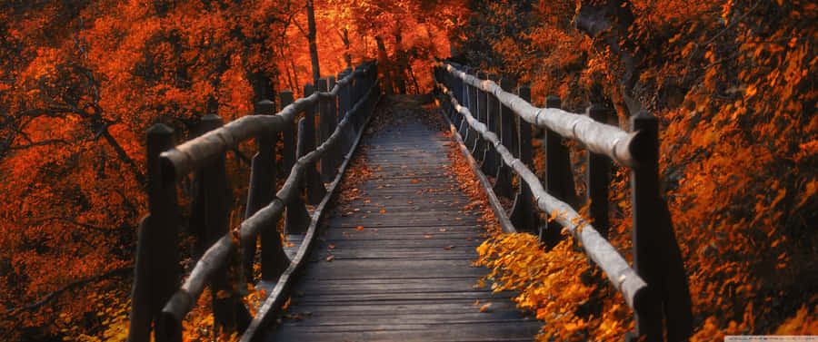 Enjoy The Beauty Of Nature In Fall! Wallpaper