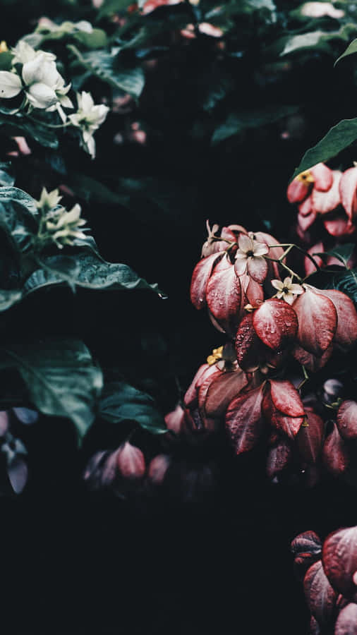 Enjoy The Beauty Of Nature On Your Phone With This Beautiful Floral Aesthetic Iphone Background. Wallpaper