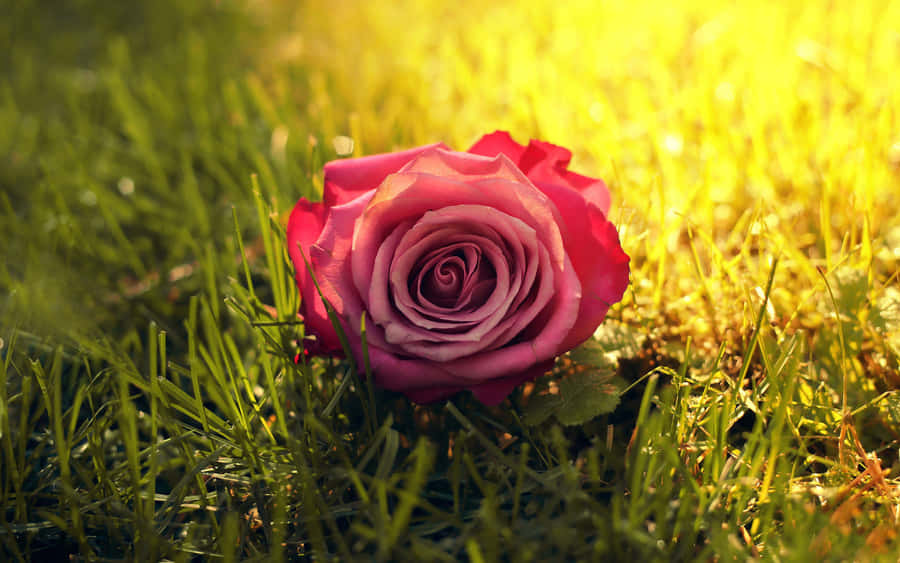 Enjoy The Beauty Of Nature With The Brilliant Colors Of These Vibrant Roses Wallpaper