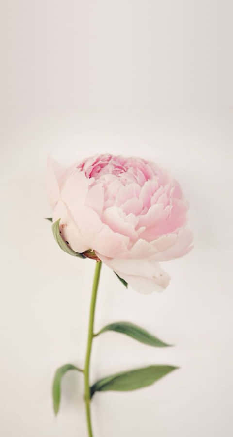Enjoy The Beauty Of Peony Flowers With Your Iphone Wallpaper