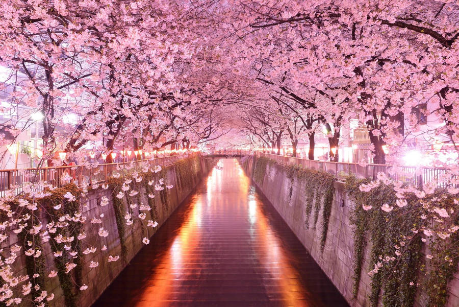 Enjoy The Beauty Of Sakura And Follow The Flowery Path Wallpaper