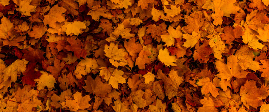 Enjoy The Beauty Of The Season With The Sun Setting Over The Golden-brown Leaves Of Fall. Wallpaper