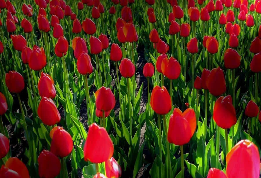 Enjoy The Colorful Beauty Of A Spring Flower Garden Wallpaper