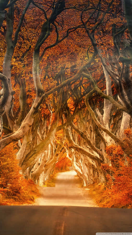 Enjoy The Colors Of Autumn With This Vintage Autumn Landscape Wallpaper