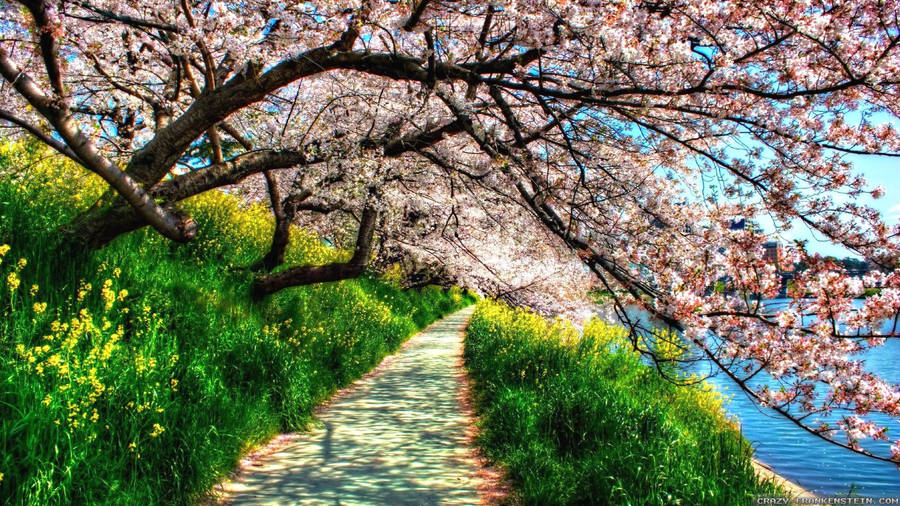 Enjoy The Fresh Blooms Of Beautiful Spring Wallpaper