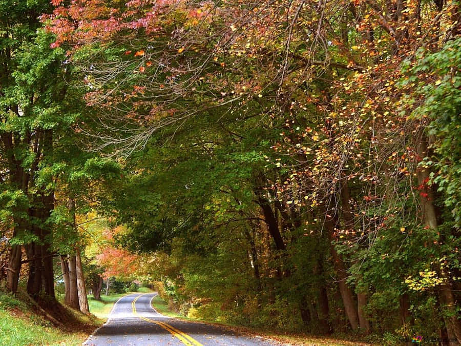 Enjoy The Freshness Of Autumn With Vibrant Colours Wallpaper