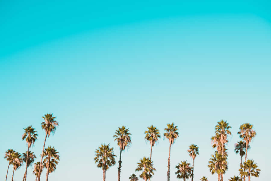 Enjoy The Golden State's Sunshine In Summertime Wallpaper