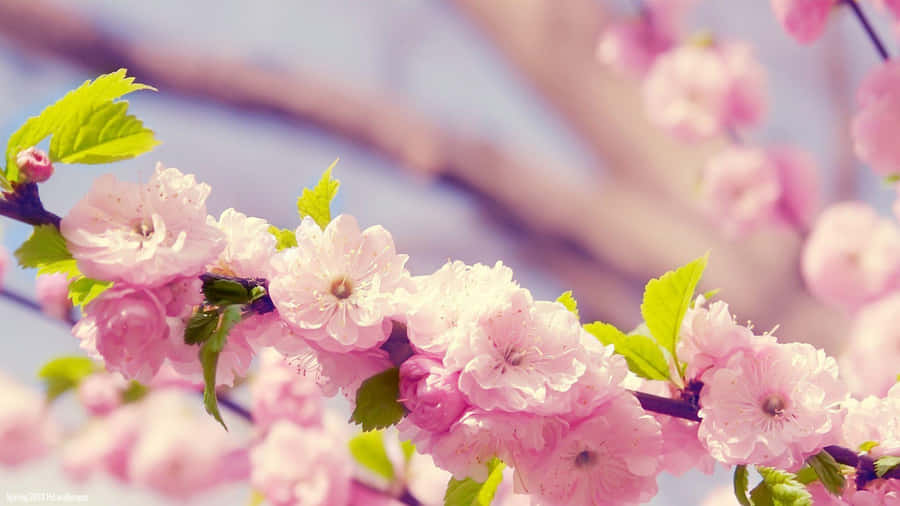 Enjoy The Joy Of Spring With These Colorful Flower Blooms. Wallpaper