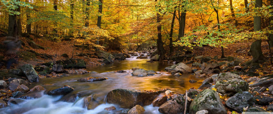 Enjoy The Nature's Beauty With A 3440x1440 Fall Wallpaper